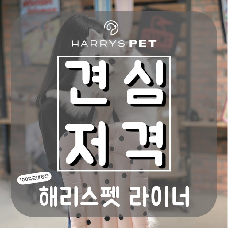  애견러그 우리가 아름답게 산보할 수 있는 사연