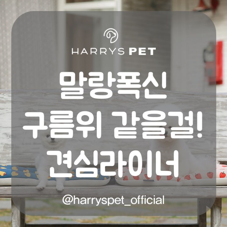  펫방석 기존 상품과의 전격비교