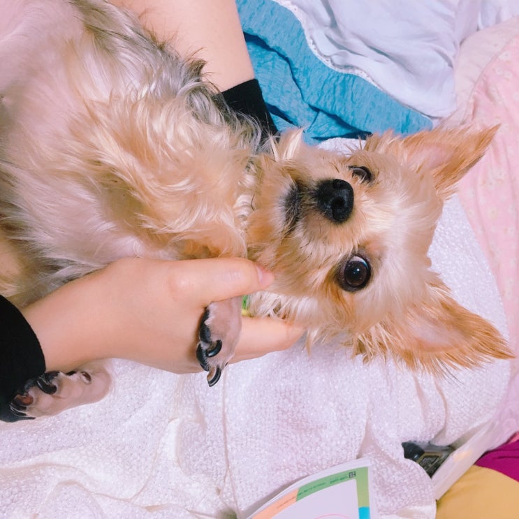  조각조각 49장