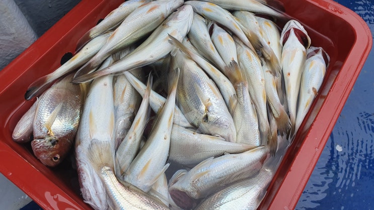  [무창포항] 2019년 8월 백조기 낚시 _ 손맛도 보도 경품도 타고!