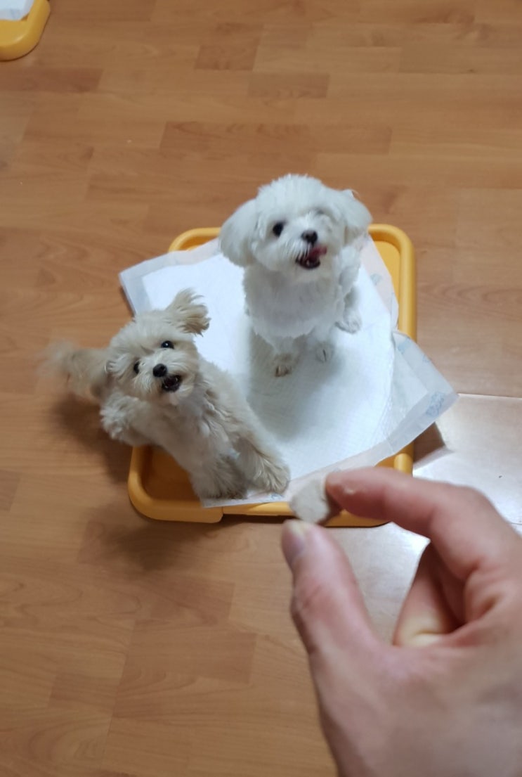 강아지 배변훈련 성공기