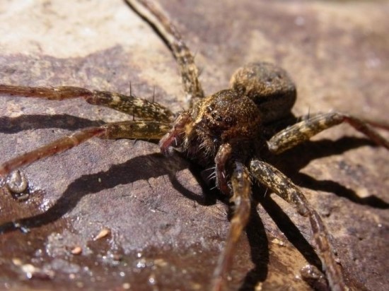  거미(Spider) 
