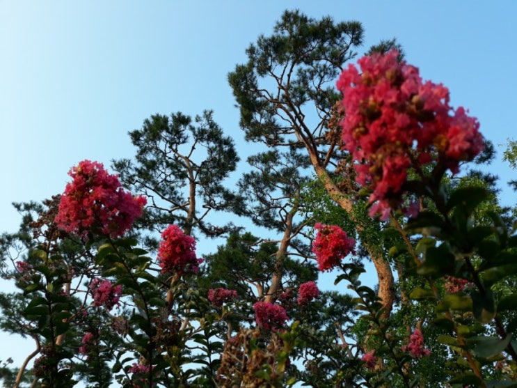 백일홍 나무 꽃 배롱나무 소나무