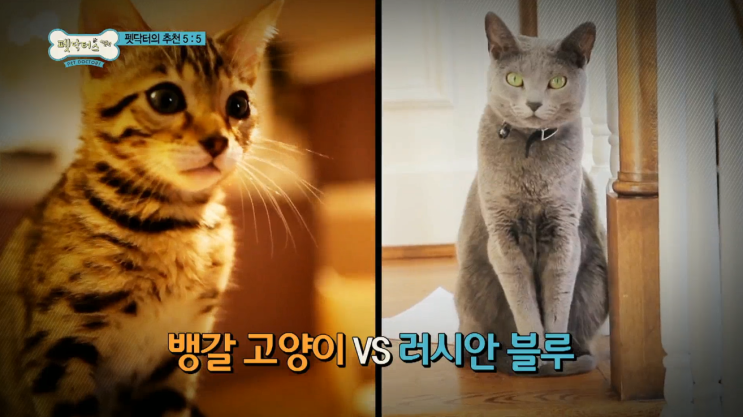  고양이 입양 선택 러시안블루 뱅갈 고양이의 특징