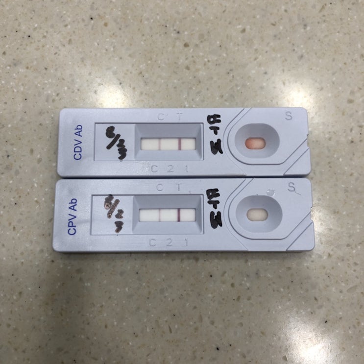  뚜비 종합접종 항체검사(TLC동물병원)와 애견동반카페 치코디카페 방문기! 그리고 그냥 내 일상 ㅎㅎ..