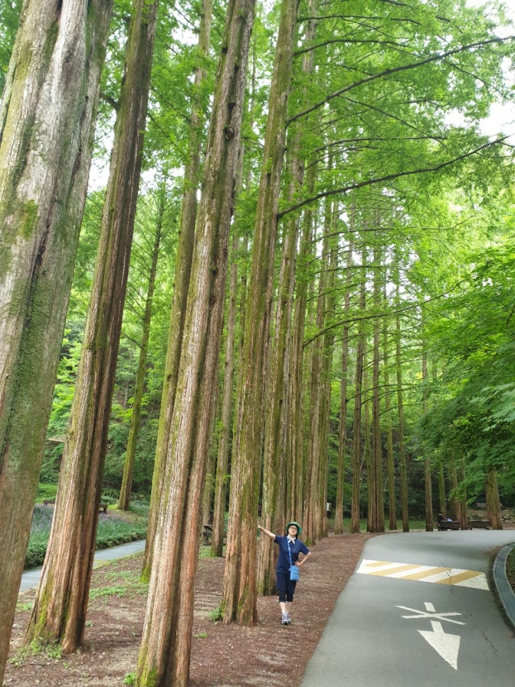  장태산자연휴양림 (2019.8.24)