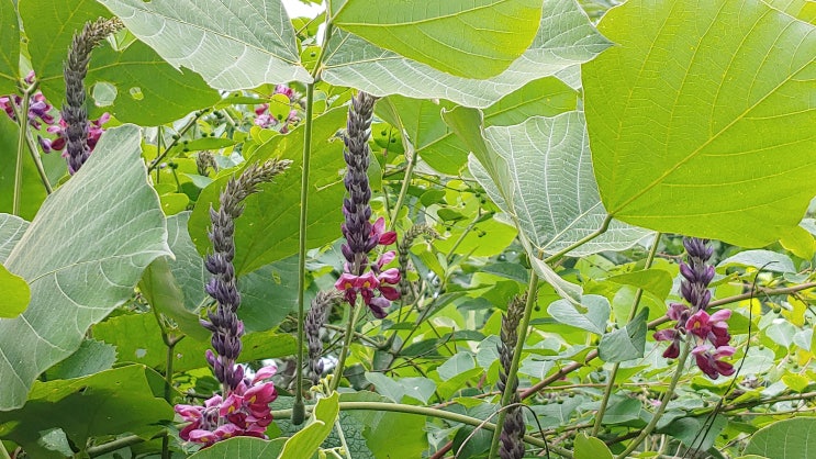 칡꽃 칡향기 맡으며 걷다 칡꽃 칡향기 맡으며 걷다