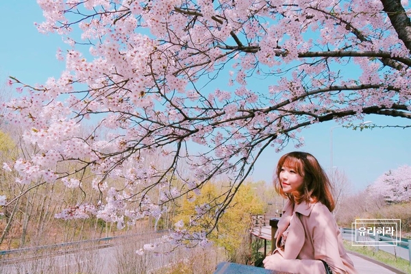  사진찍기 좋은곳 '여의도 윤중로 벚꽃길'