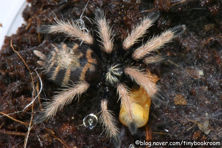 그린 보틀 블루 유체 피딩 Chromatopelma cyaneopubescens