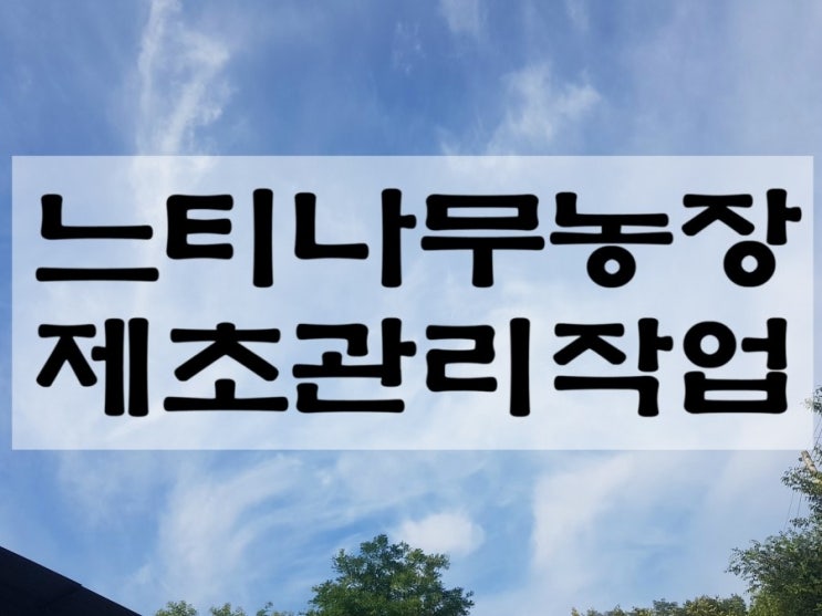  의성 나무재테크 느티나무 이팝나무 회화나무 대목화 농장 제초관리