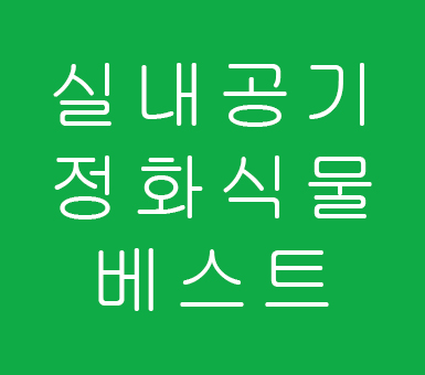 실내공기정화식물 모르고 키우면 무소용 실내공기정화식물 모르고 키우면 무소용