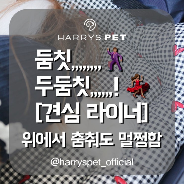  남포동애견 성능 대비 가격 완결 취향저격 체험