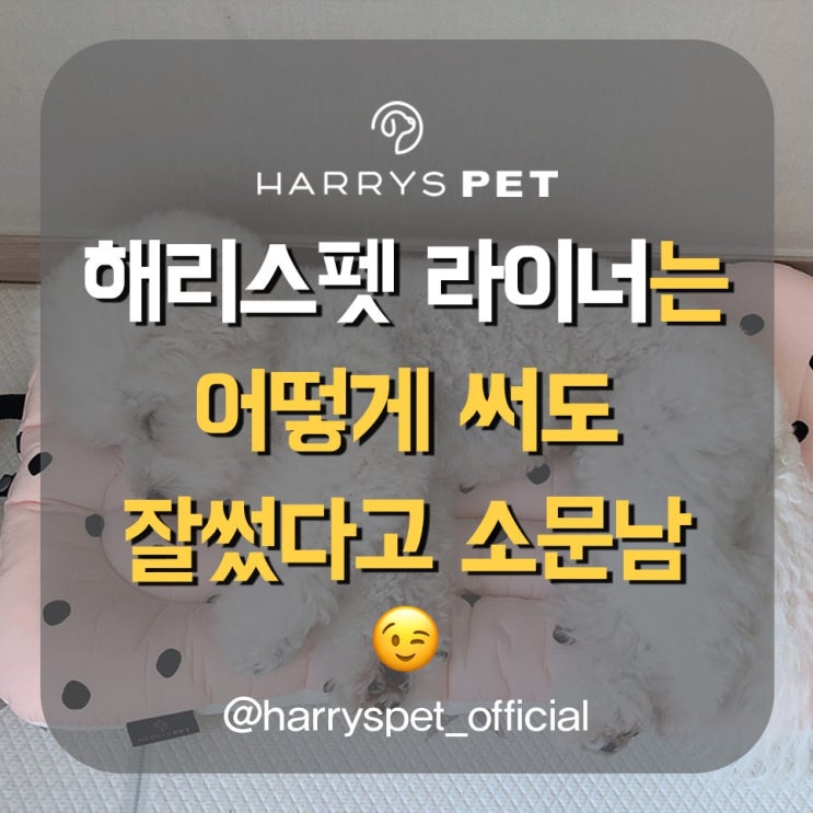  닥스훈트용품 근래들어 트렌디하게 유행이라는데?