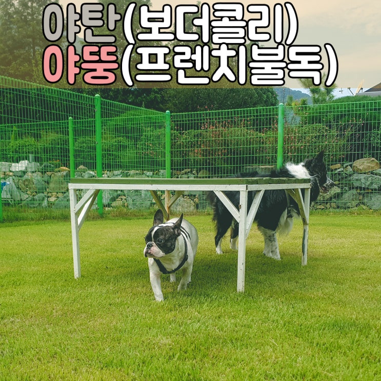  보호자님의 해외여행, 그리고 반려견들의 애견호텔 생활, #대구울산강아지호텔 #대구울산애견호텔