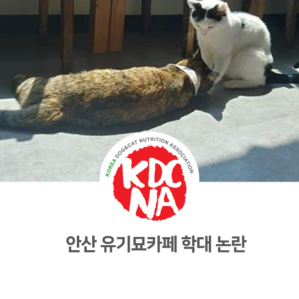[강아지 고양이 최신 뉴스] 안산 유기묘 카페 학대 논란_11