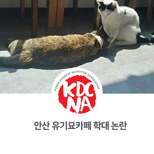  [강아지 고양이 최신 뉴스] 안산 유기묘 카페 학대 논란_11