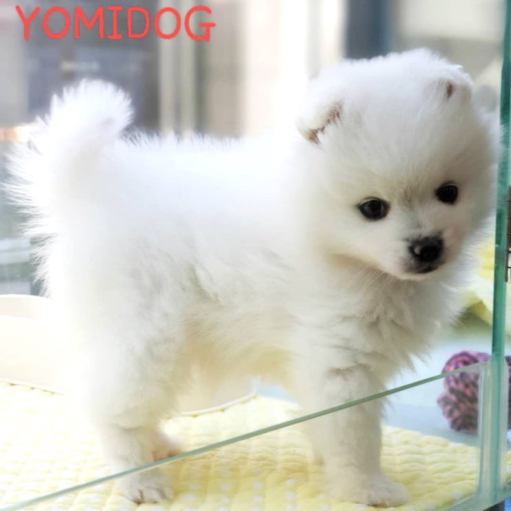  제주시 노형 귀요미 댕댕이 분양샵 도민혜택정보!