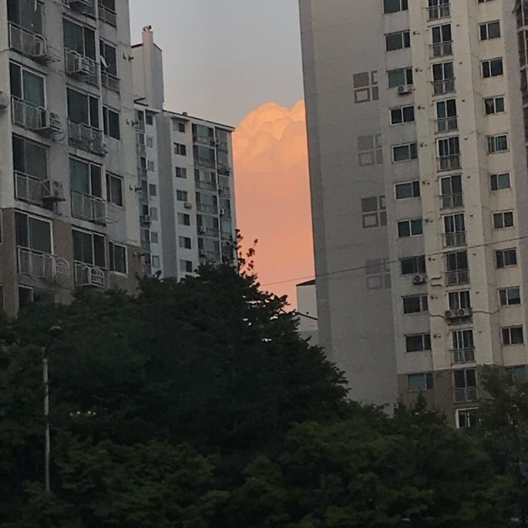  8월 넷째주 일상: 눈물의 퇴사