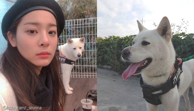  "줄리 찾았어요!" 시민 도움에 2주 만에 반려견 찾은 설인아