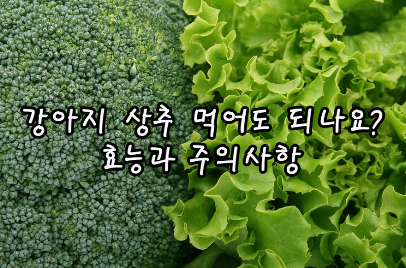 강아지 상추 먹어도 되나요?!효능과