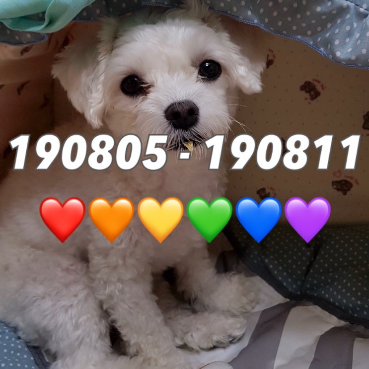  190805 - 190811 , 홍콩에 평화를 c / 구름이는 공주얌  / 봉오동전투 시사회(드디어 류준열..) / 우연히 본 박서준 / 셀이는 성덕이얌 c