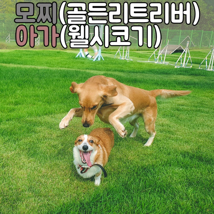  넓은잔디운동장에서 실컷 뛰어놀수 있는 애견호텔 #경남창원애견호텔 #경남창원강아지호텔
