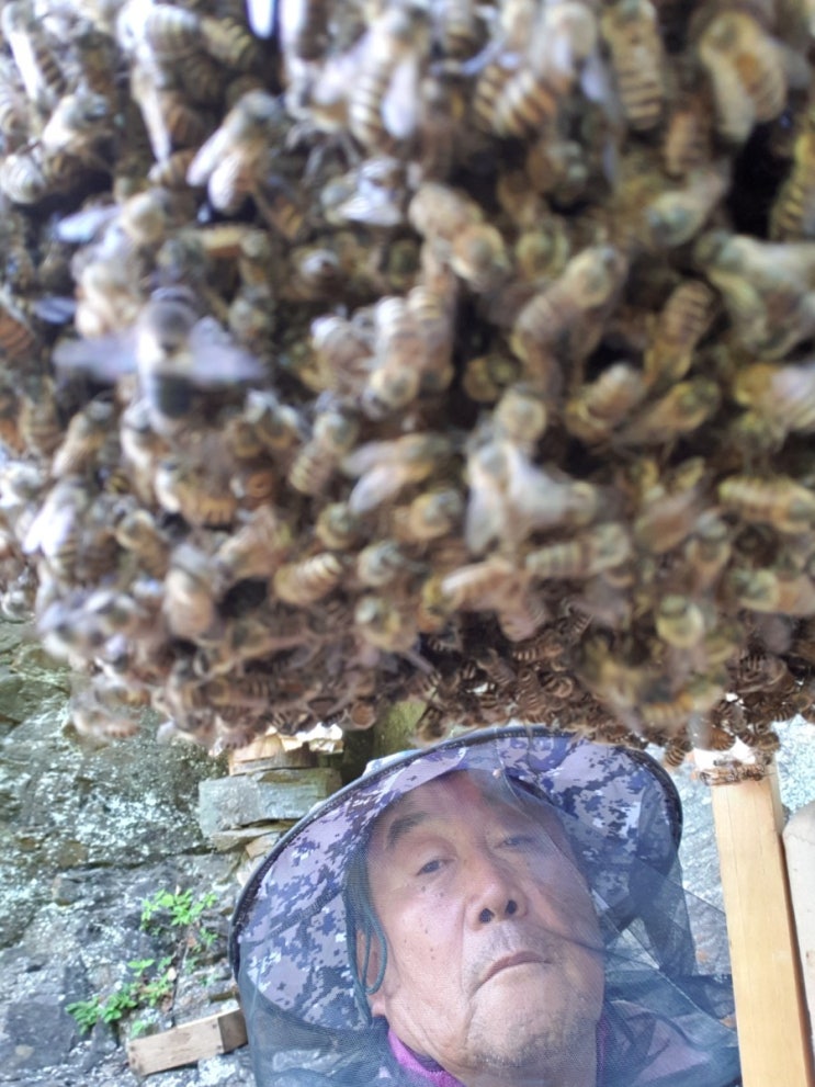  홍천 두메산골 토종꿀벌 제철 토종꿀 농부