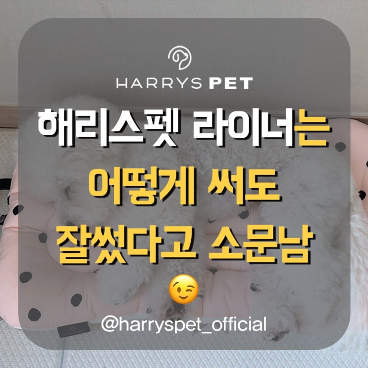  대형견하우스 가족이 쉽게 보육한 연유