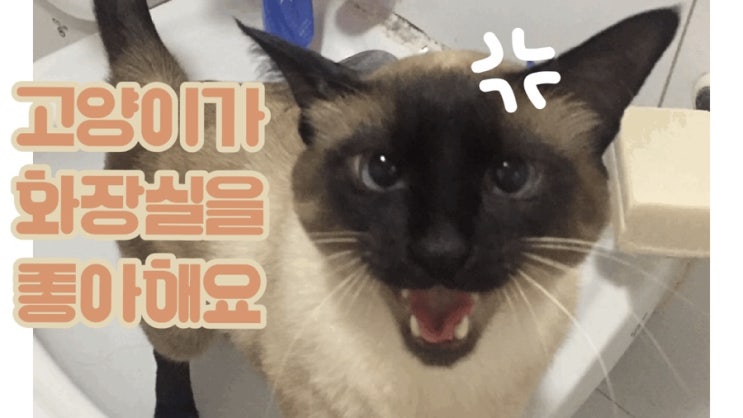  [꾸나] 고양이가 화장실로 집사를 데려가는 이유는?