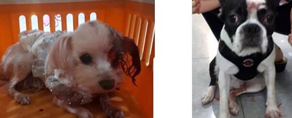 1년이 지난 지금도 여전히 진행중인 성남시 분당 야탑동 강아지 학대 사건