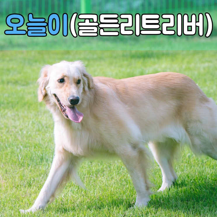  반려견의 올바른 산책교육, #창원애견훈련 #경남창원애견훈련소