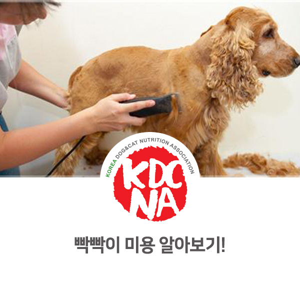 [강아지 고양이 관리 정보] 더위를 없앤다는 빡빡이 애견미용?_14
