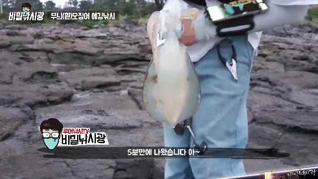  무늬오징어와의 만남 무늬 에깅낚시 액션과 포인트