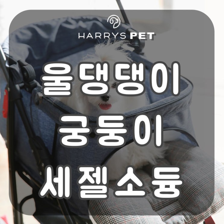  강아지숍 한결같이 갖고가게 되어버리는 압도적인 씬스틸러