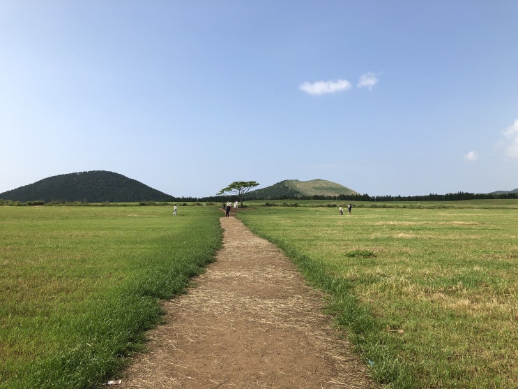  엄마랑 제주도 여행 4_ 제주도 사진명소 성이시돌목장, 테쉬폰, 왕따나무, 청춘사진관, 로맨틱하드보일드 카페, 성게미역국 맛집 제주 해물밥