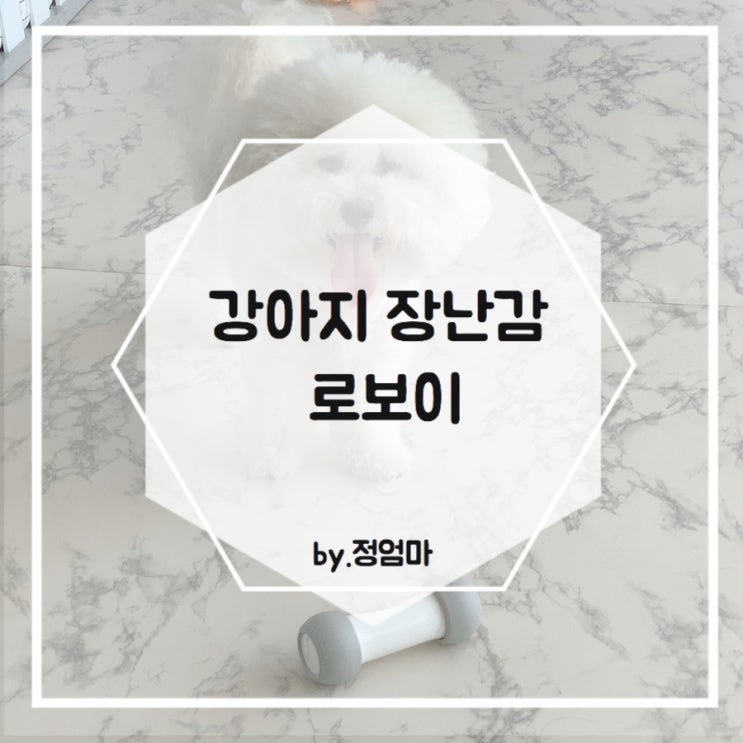  강아지장난감 진짜로 놀아주는 로보이 츄로