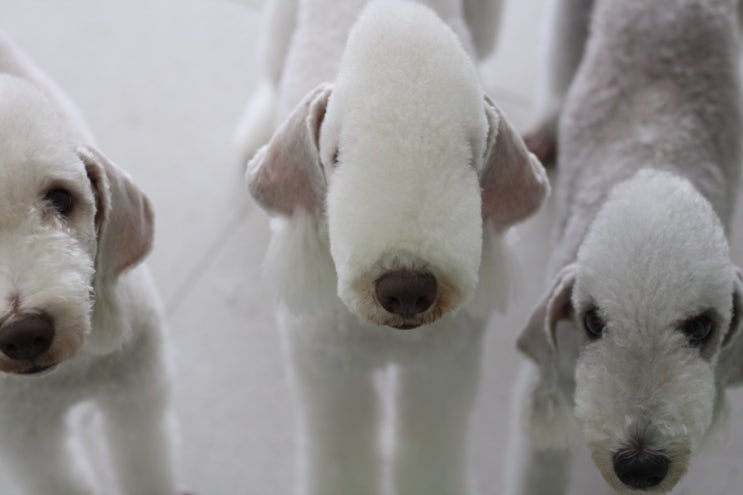  침산동 애견샵 ‘BE MY DOG’ 베들링턴테리어 - ‘나나,하울,초아’ 베들DAY!