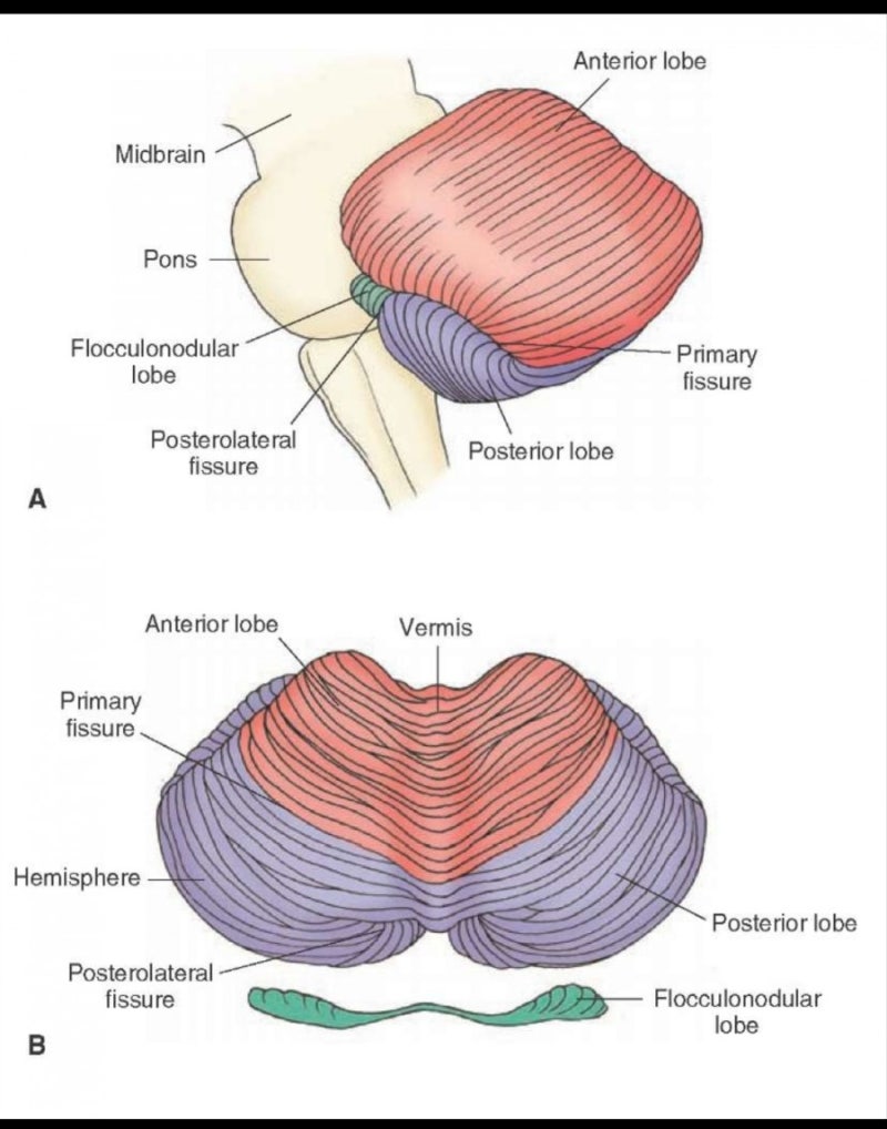소뇌 cerebellum : 네이버 블로그