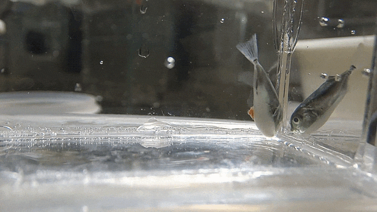 민밀복 치어 후보 개체  Lagocephalus inermis カナフグ /  참복과 (Family Tetraodontidae)의 1종