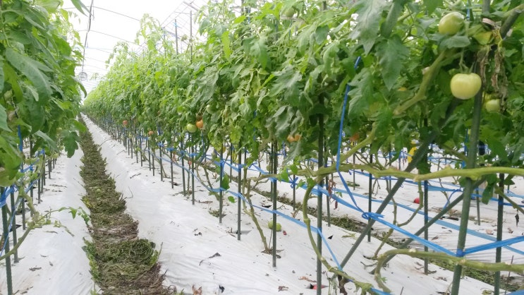 양액재배 7편 - 암면배지를 이용한 토마토 양액재배기술