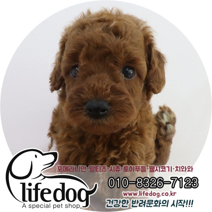  (창영동강아지분양) 푸들은 갈색이 원조지!