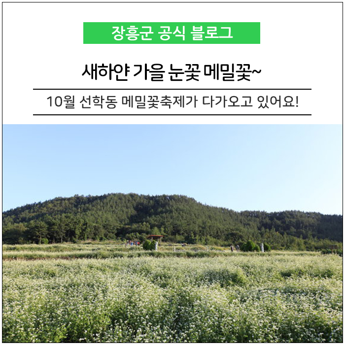  벌써 기대되는데 10월축제! 장흥 선학동메밀꽃축제~