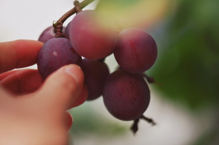  포도열량/거봉한송이 칼로리/ 포도한송이 칼로리