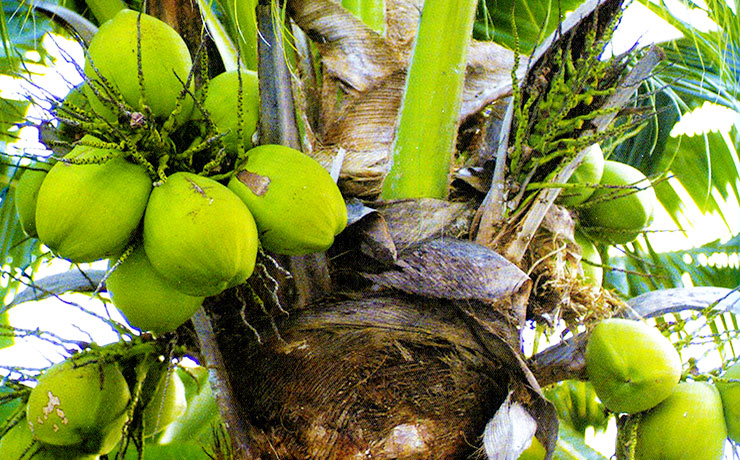 열대과일 코코넛 효능과 먹는법