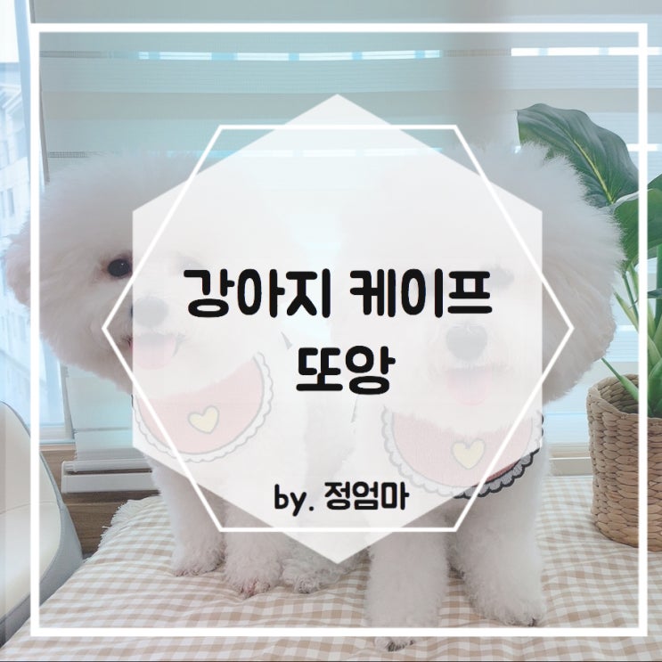  또앙 강아지 케이프 귀여움이 2배 w.텐바이텐