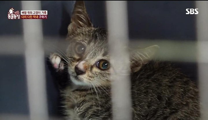  절벽위의 고양이들. 동물자유연대의 새끼길냥이 구출 (8월25일 동물농장 방영분)