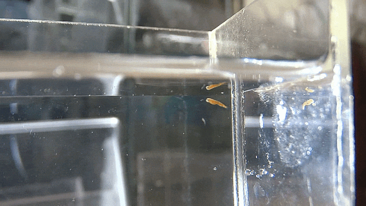  돌대구과 (Family Moridae)의 1종 부유생활기 치어 후보 개체 / チゴダラ科 仔魚  / Pelagic stage larva (Family Moridae)