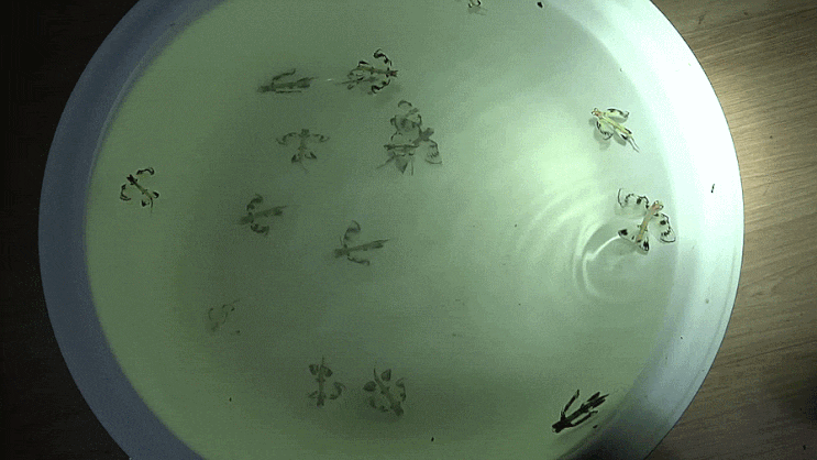 가는매날치 (2019  Jul. ) Hirundichthys oxycephalus ホソアオトビ (ホソアオトビウオ)