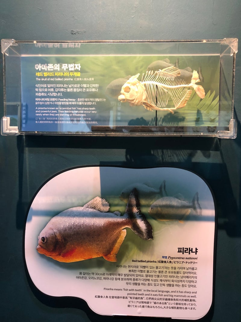 대구/동대구] 여러 가지 체험을 함께 할 수 있는 대구 아쿠아리움 : 네이버 블로그, image size:800x1067