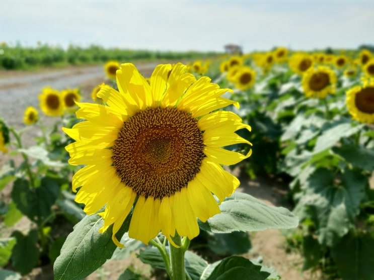  경남 함안군 가볼 만한 곳, 여기 어때? '강주 해바라기 축제'